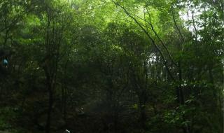 下雨天爬武功山一爬一个不吱声