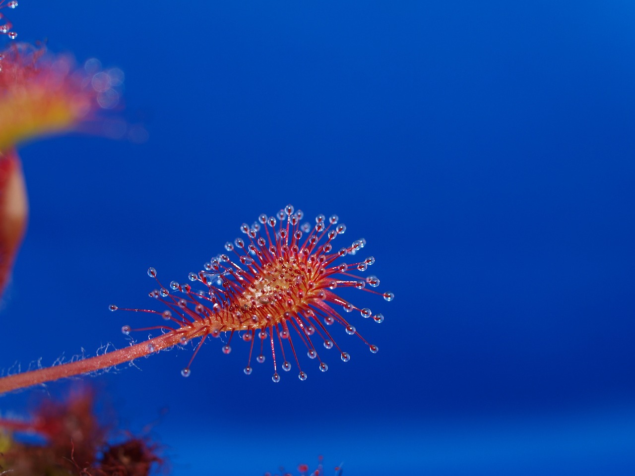 巨型蝠鲼，海洋中的巨型神秘生物